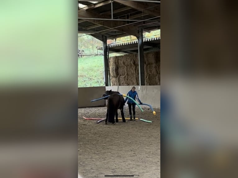 Islandpferd Wallach 12 Jahre 135 cm Brauner in Zwingenberg