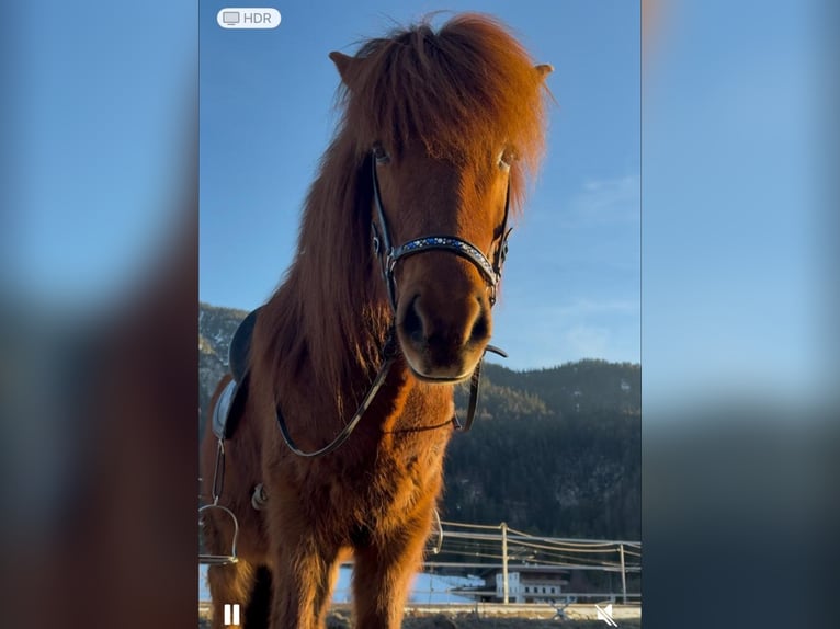 Islandpferd Wallach 12 Jahre 135 cm Fuchs in Seefeld in Tirol