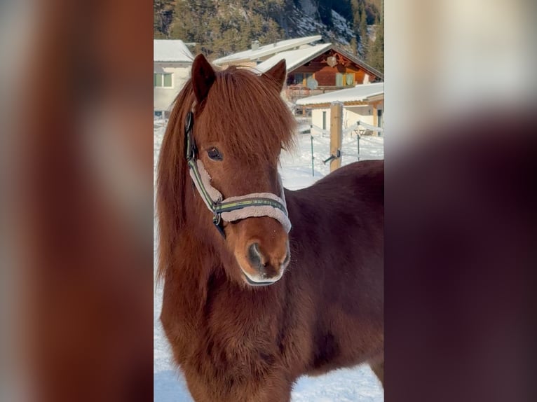 Islandpferd Wallach 12 Jahre 135 cm Fuchs in Seefeld in Tirol