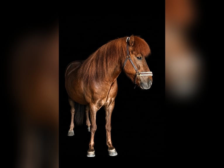 Islandpferd Wallach 12 Jahre 135 cm Fuchs in Seefeld in Tirol