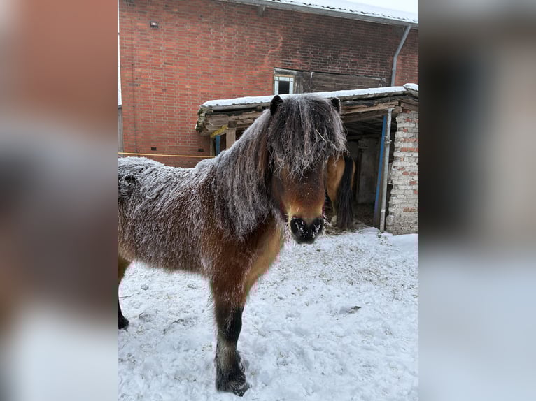 Islandpferd Wallach 12 Jahre 136 cm Brauner in Hohne
