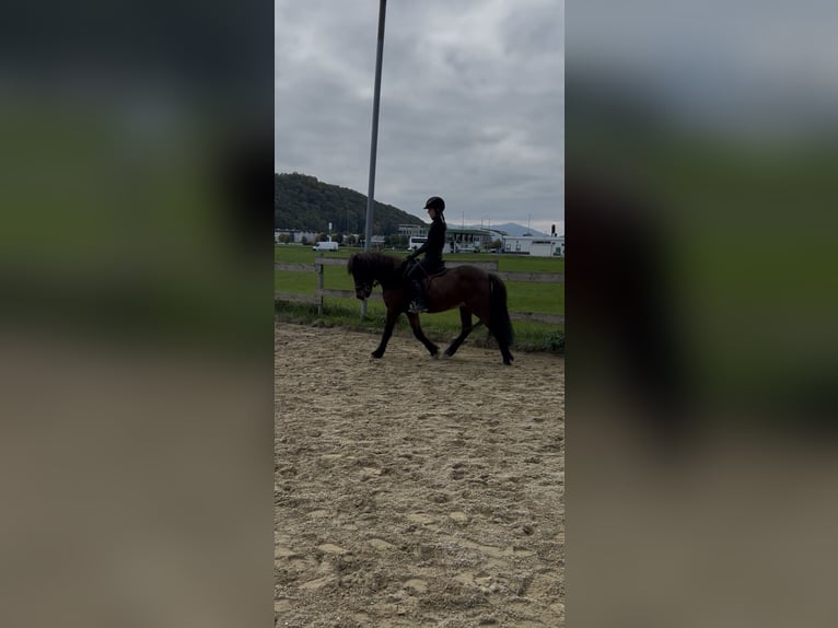 Islandpferd Wallach 12 Jahre 136 cm Brauner in Salzburg