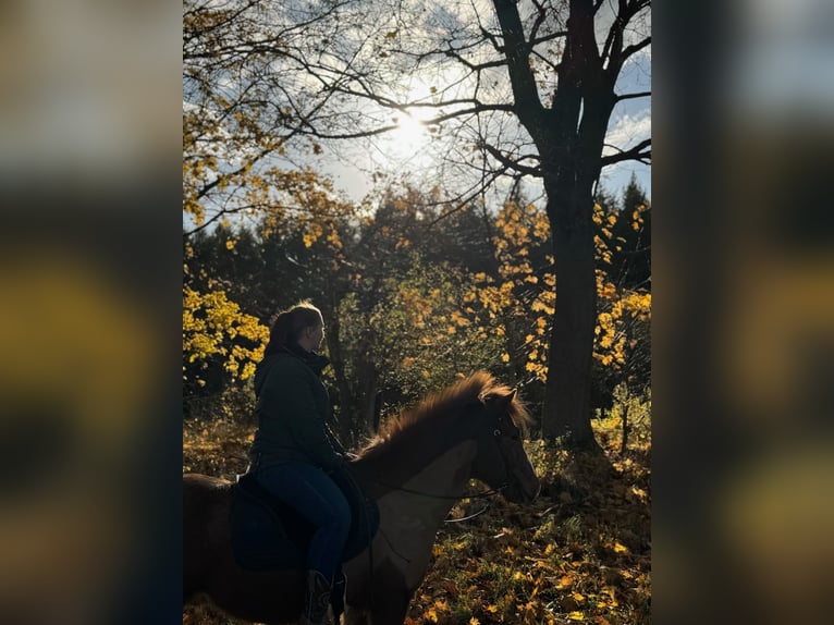 Islandpferd Wallach 12 Jahre 136 cm Fuchs in M&#xF6;llenhagen