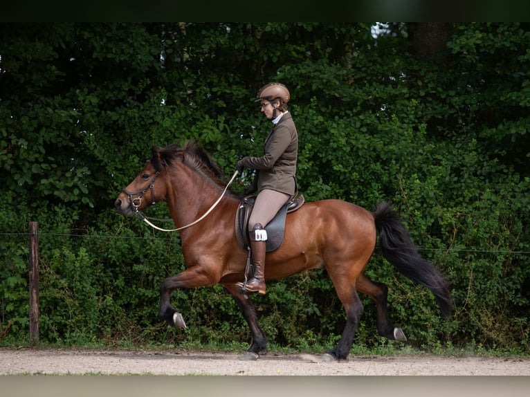 Islandpferd Wallach 12 Jahre 137 cm Brauner in Amerongen