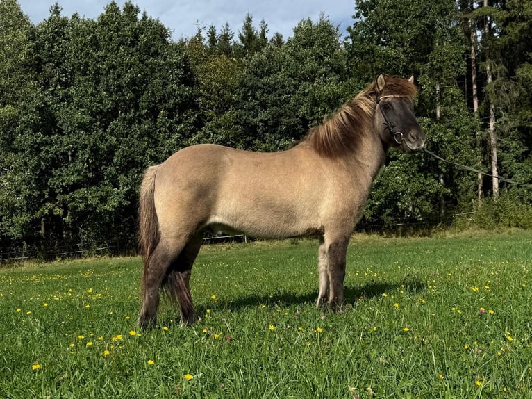 Islandpferd Wallach 12 Jahre 138 cm Falbe in Holzgünz