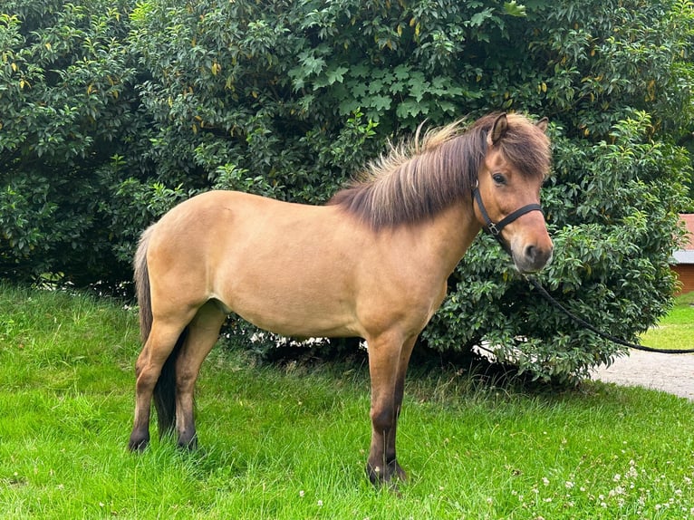 Islandpferd Wallach 12 Jahre 138 cm Falbe in Wingst