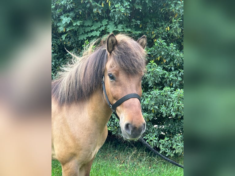 Islandpferd Wallach 12 Jahre 138 cm Falbe in Wingst