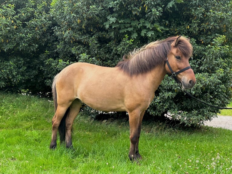 Islandpferd Wallach 12 Jahre 138 cm Falbe in Wingst