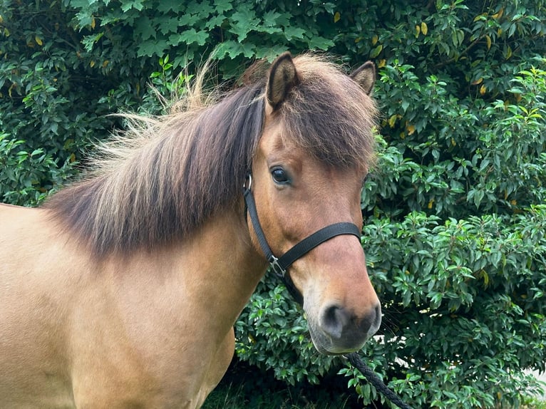Islandpferd Wallach 12 Jahre 138 cm Falbe in Wingst