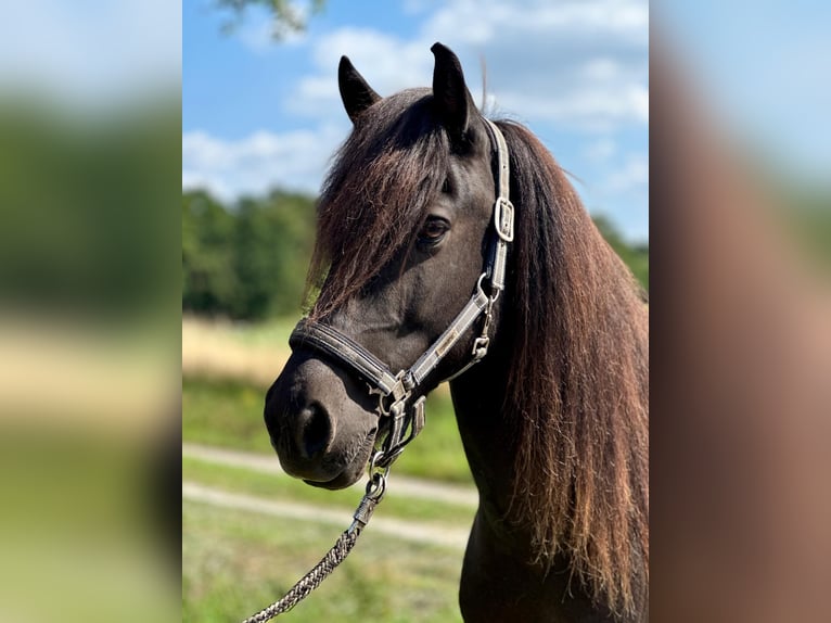Islandpferd Wallach 12 Jahre 138 cm Rappe in Schermbeck