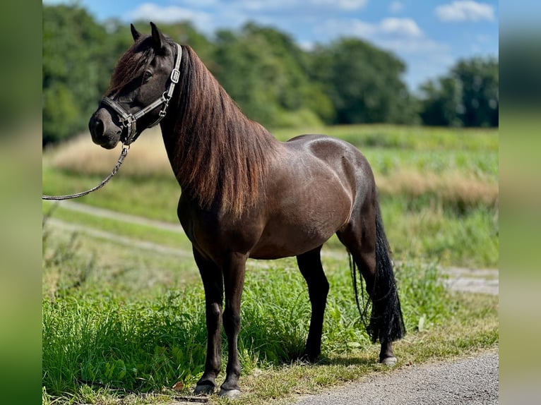 Islandpferd Wallach 12 Jahre 138 cm Rappe in Schermbeck