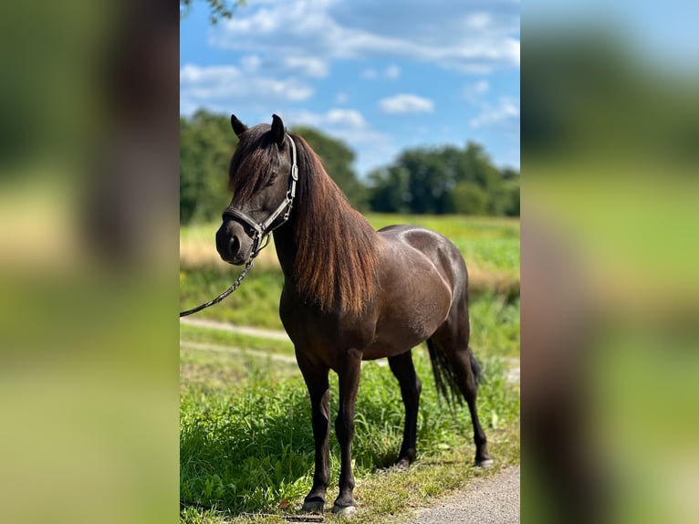 Islandpferd Wallach 12 Jahre 138 cm Rappe in Schermbeck