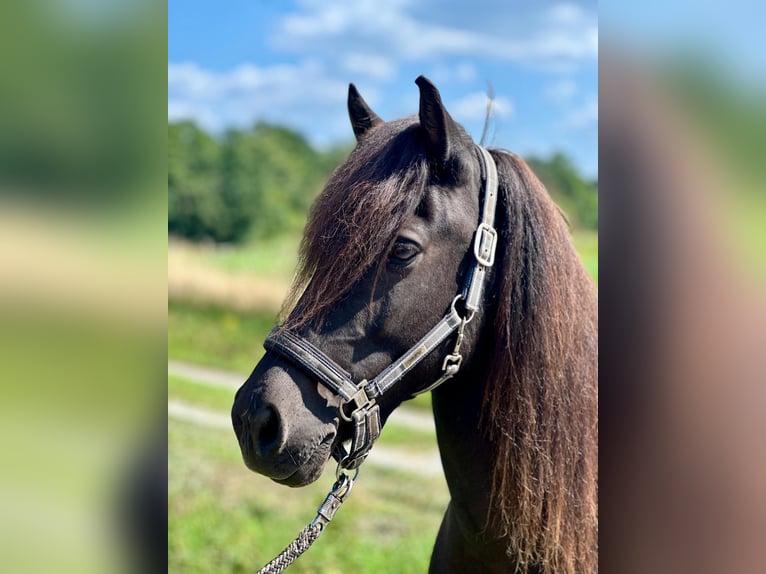 Islandpferd Wallach 12 Jahre 138 cm Rappe in Schermbeck