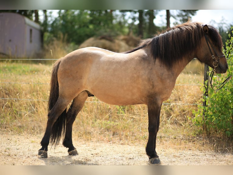 Islandpferd Wallach 12 Jahre 139 cm Falbe in Regenstauf