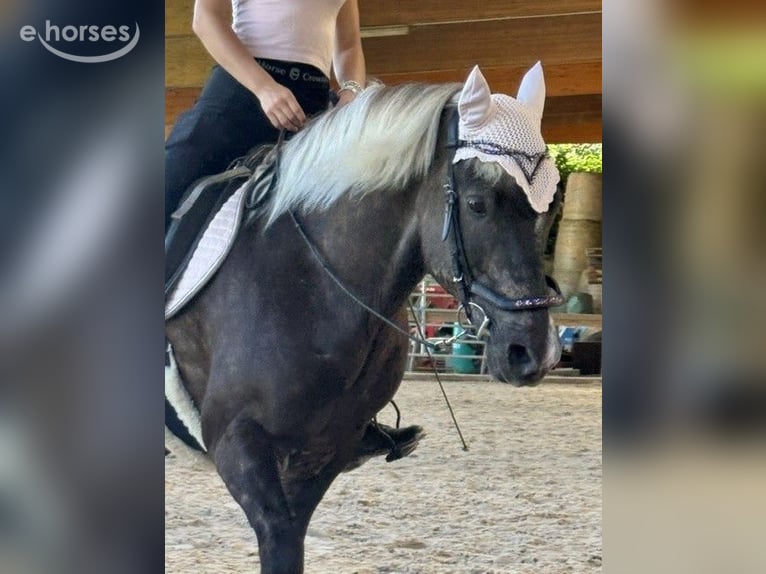 Islandpferd Wallach 12 Jahre 139 cm  in Lörrach
