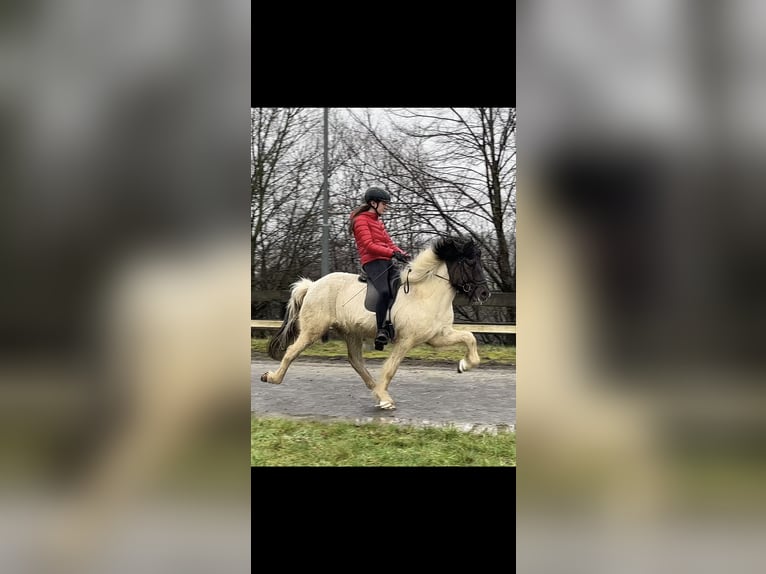 Islandpferd Wallach 12 Jahre 139 cm Schecke in Kürten