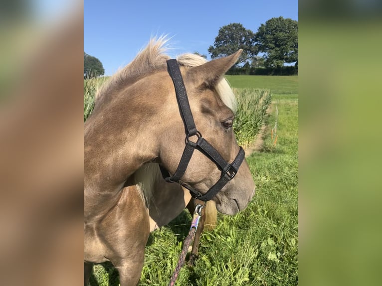 Islandpferd Wallach 12 Jahre 140 cm Dunkelfuchs in M&#xFC;llheim