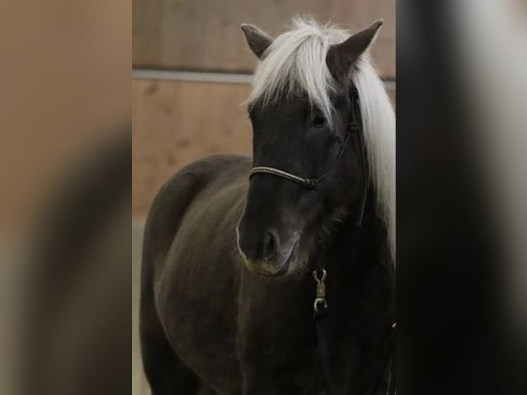 Islandpferd Wallach 12 Jahre 140 cm Dunkelfuchs in M&#xFC;llheim