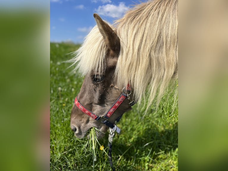 Islandpferd Wallach 12 Jahre 140 cm Dunkelfuchs in M&#xFC;llheim