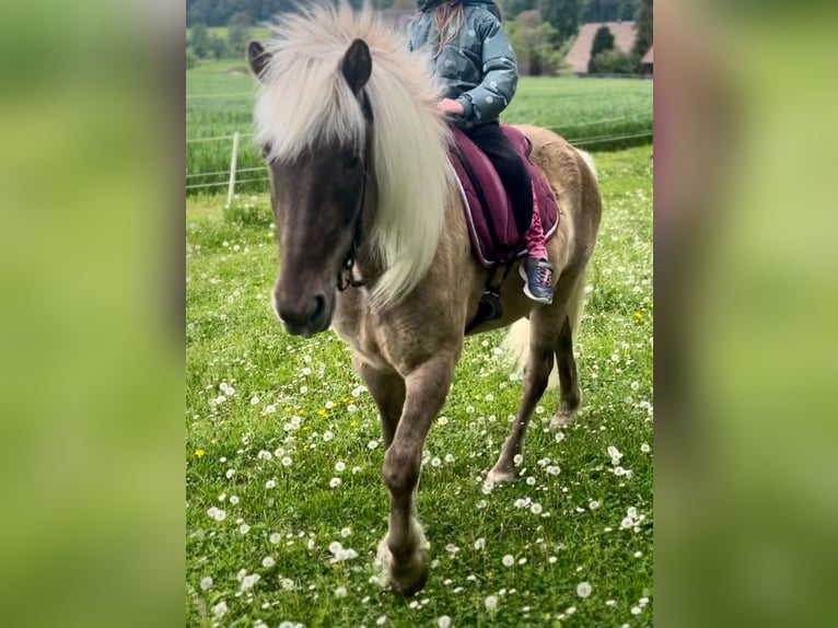 Islandpferd Wallach 12 Jahre 140 cm Dunkelfuchs in M&#xFC;llheim