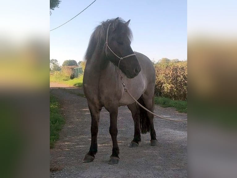 Islandpferd Wallach 12 Jahre 140 cm Falbe in Simmerath