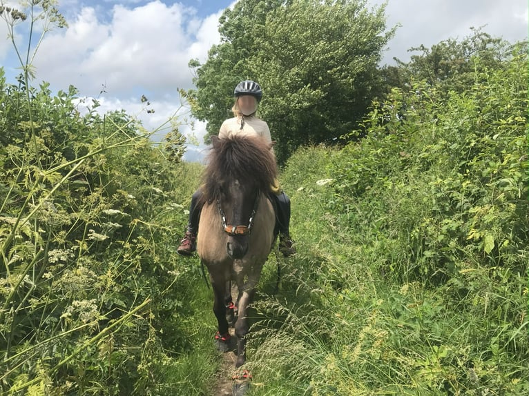 Islandpferd Wallach 12 Jahre 140 cm Falbe in Simmerath
