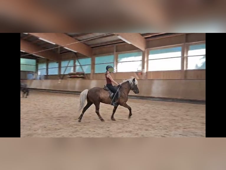 Islandpferd Wallach 12 Jahre 140 cm  in Holzgünz