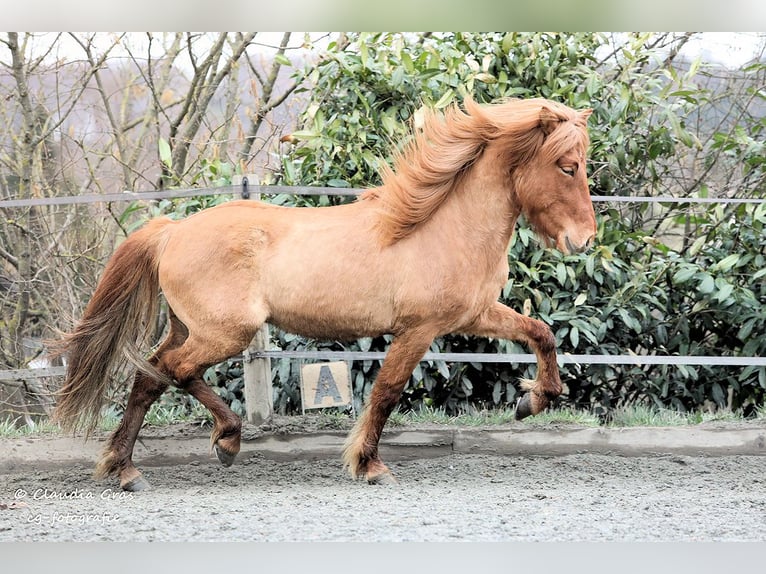 Islandpferd Wallach 12 Jahre 140 cm Fuchs in Rickenbach