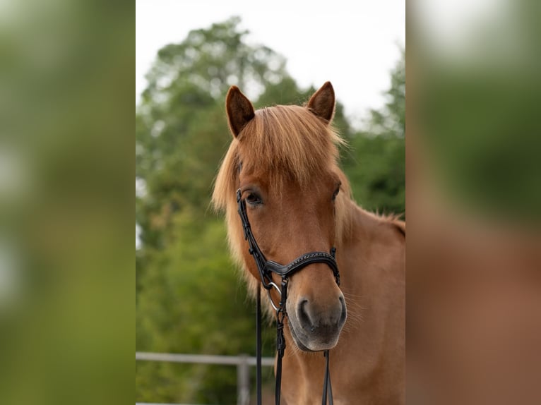 Islandpferd Wallach 12 Jahre 140 cm Fuchs in Rickenbach