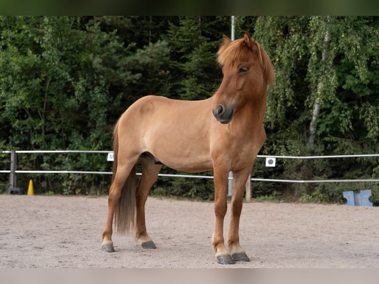 Islandpferd Wallach 12 Jahre 140 cm Fuchs in Rickenbach
