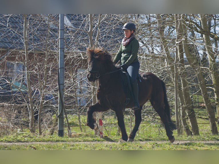 Islandpferd Wallach 12 Jahre 140 cm Rappe in Aukrug
