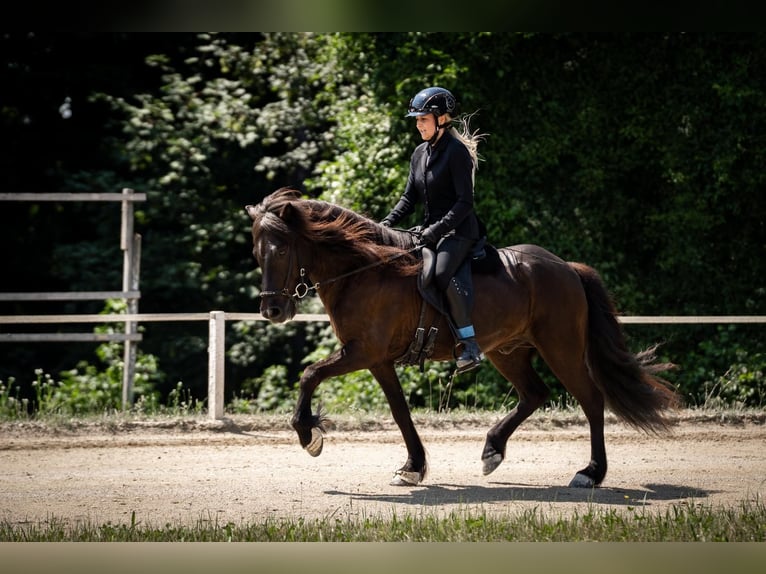 Islandpferd Wallach 12 Jahre 140 cm Rappe in Lochen am See