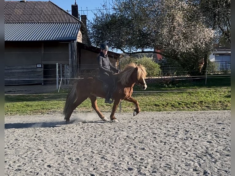 Islandpferd Wallach 12 Jahre 143 cm Dunkelfuchs in Nettersheim