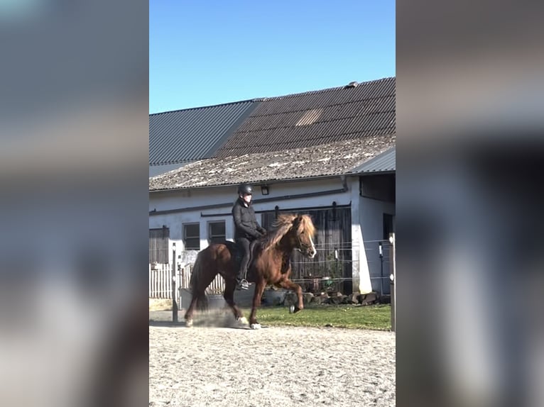 Islandpferd Wallach 12 Jahre 143 cm Dunkelfuchs in Nettersheim