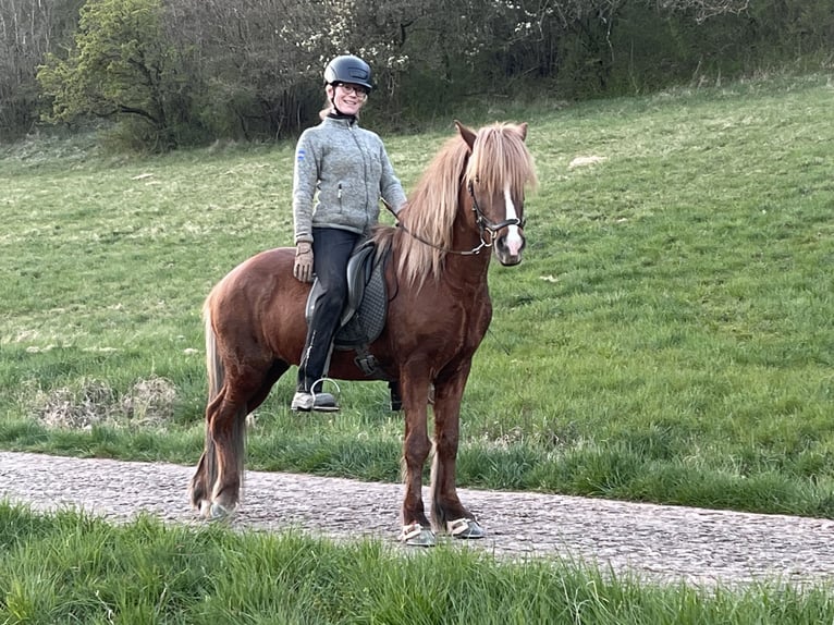 Islandpferd Wallach 12 Jahre 143 cm Dunkelfuchs in Nettersheim