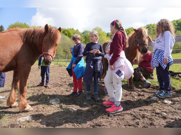 Islandpferd Wallach 12 Jahre 143 cm Fuchs in Raisting
