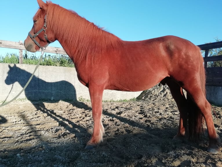 Islandpferd Wallach 12 Jahre 143 cm Fuchs in Raisting