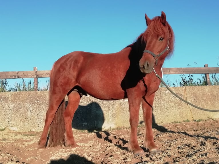 Islandpferd Wallach 12 Jahre 143 cm Fuchs in Raisting