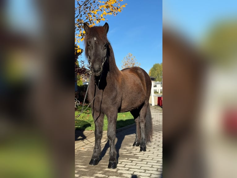 Islandpferd Wallach 12 Jahre 143 cm Rappe in Lochen am See