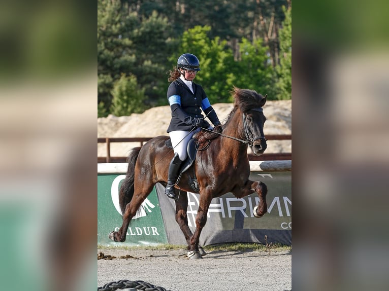 Islandpferd Wallach 12 Jahre 143 cm Rappe in Lengerich