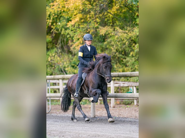 Islandpferd Wallach 12 Jahre 143 cm Rappe in Lengerich