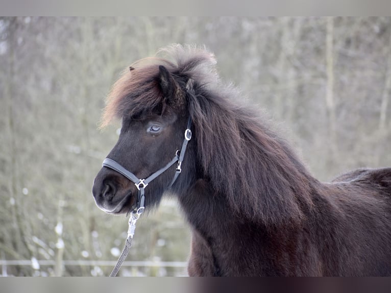 Islandpferd Wallach 12 Jahre 143 cm Rappe in Lengerich