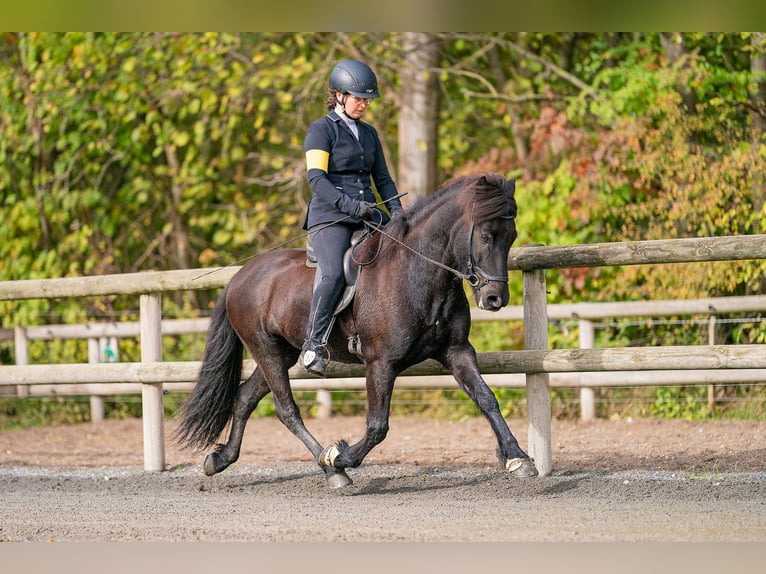 Islandpferd Wallach 12 Jahre 143 cm Rappe in Lengerich
