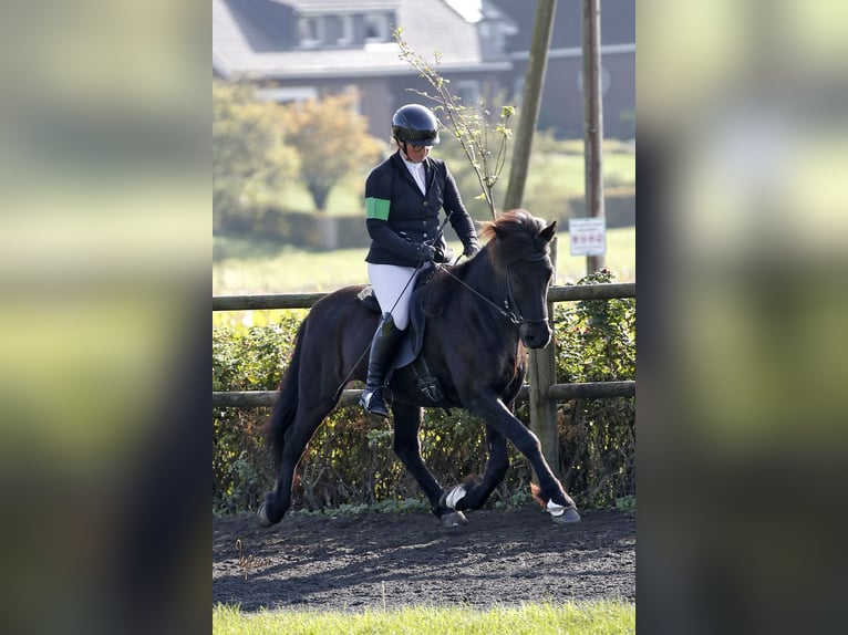 Islandpferd Wallach 12 Jahre 143 cm Rappe in Lengerich