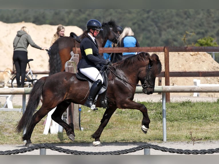 Islandpferd Wallach 12 Jahre 143 cm Rappe in Lengerich