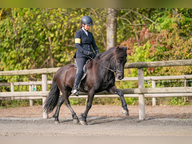 Islandpferd Wallach 12 Jahre 143 cm Rappe in Lengerich