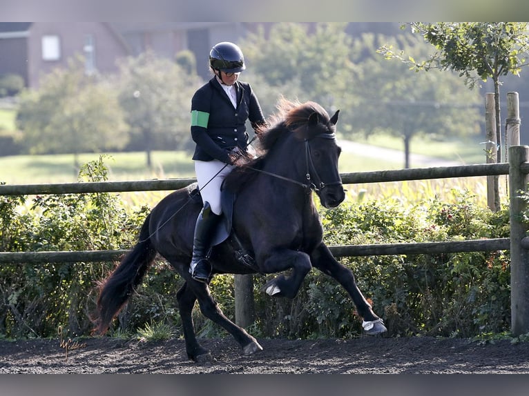 Islandpferd Wallach 12 Jahre 143 cm Rappe in Lengerich