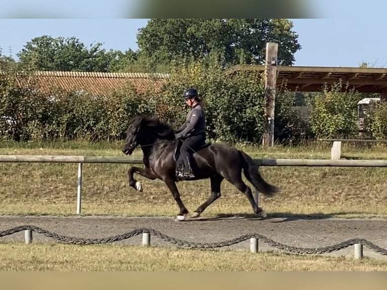 Islandpferd Wallach 12 Jahre 143 cm Rappe in Lengerich