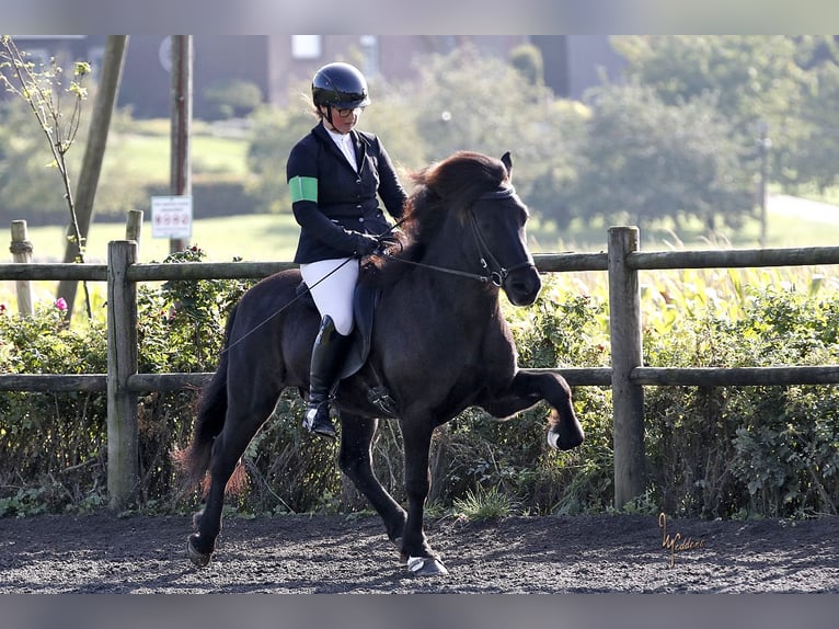 Islandpferd Wallach 12 Jahre 143 cm Rappe in Lengerich