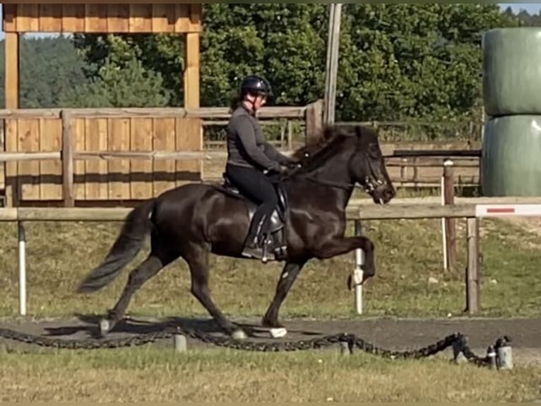 Islandpferd Wallach 12 Jahre 143 cm Rappe in Lengerich